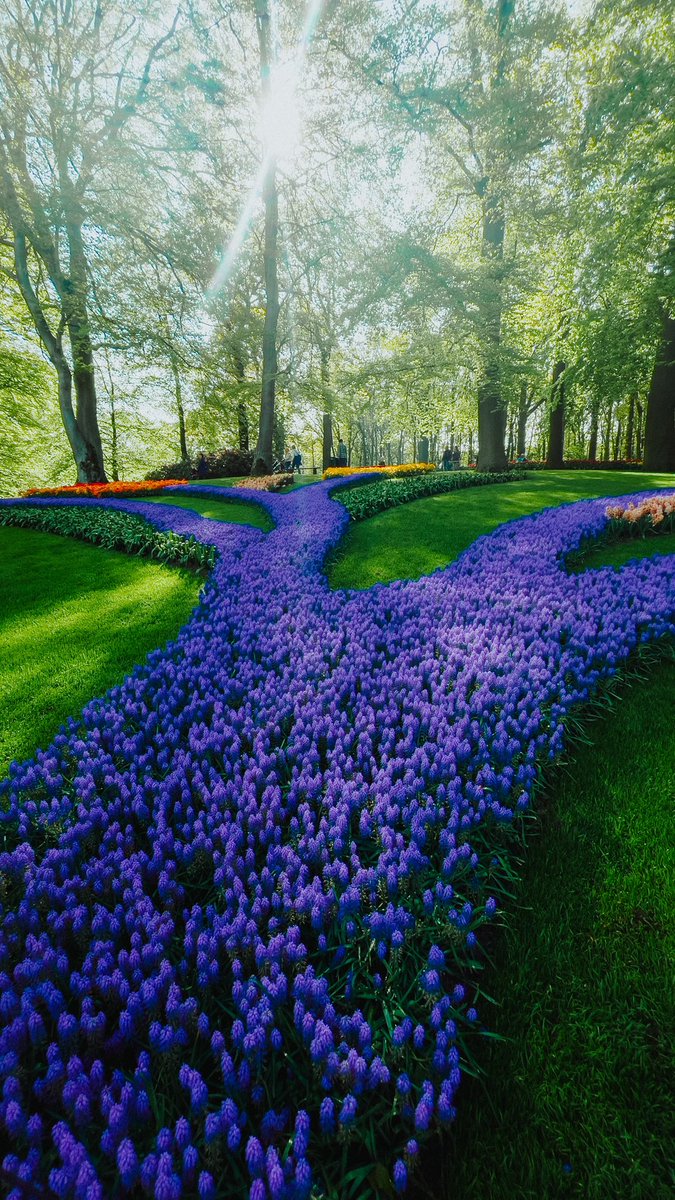 stevensaborio1's tweet photo. Amsterdam #flowers #photography #travel https://t.co/08yv9Hrg1P