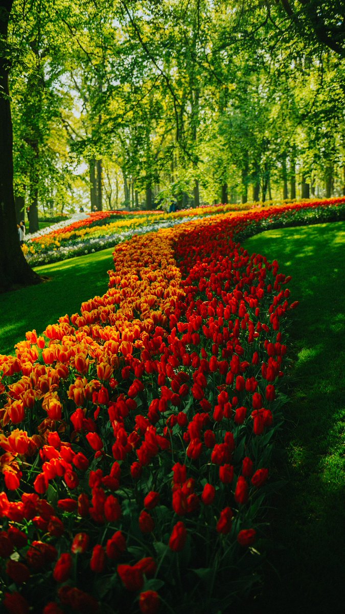 stevensaborio1's tweet photo. Amsterdam #flowers #photography #travel https://t.co/08yv9Hrg1P