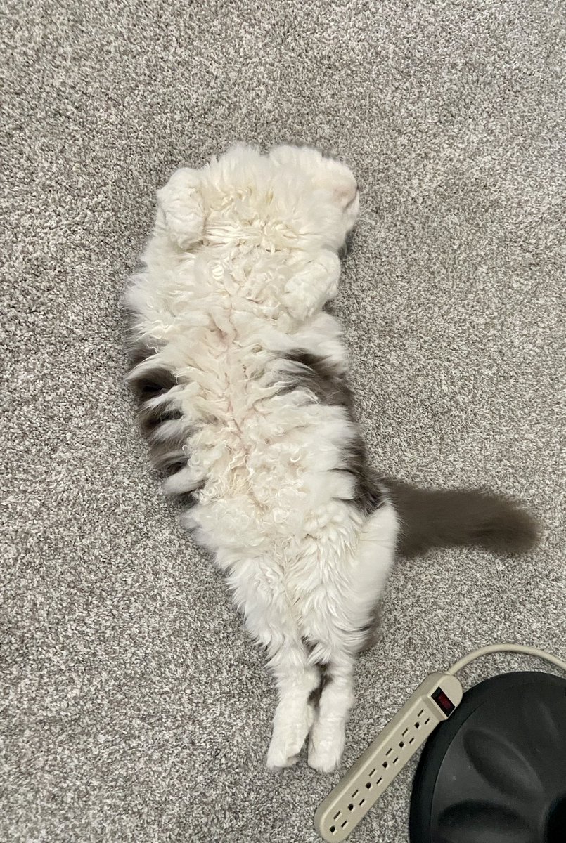 Miranda_BossCat's tweet photo. #CatsofTwittter https://t.co/WRVPZ1lSVl