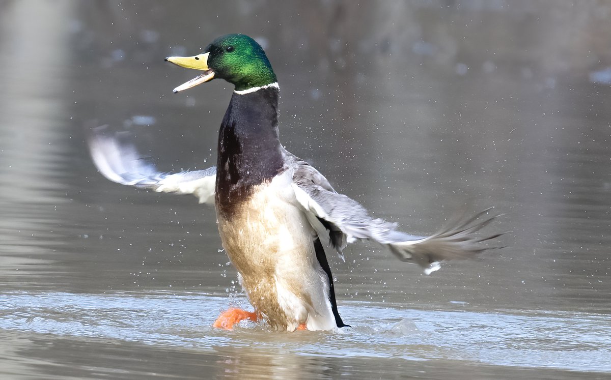 Walking on water? Mallard duck puts on a show @ Huntley Meadows Wetlands, Virginia, USA. (2023-01-05) #VIBGYORinNature #TwitterNatureCommunity #BBCWildlifePOTD #ThePhotoHour #IndiAves #duck #walkonwater