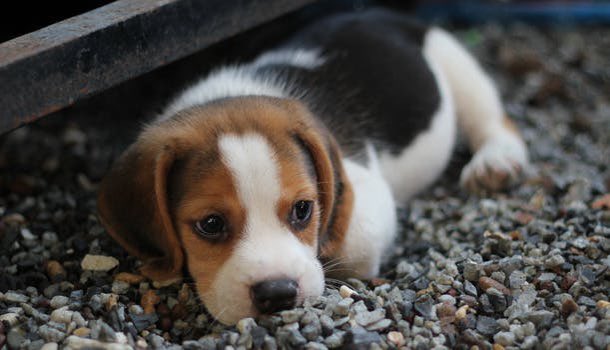 #Beagles are among the cutest and best #smalldog breeds for #families with #kids. 

However, some say Beagles are challenging during #dogtraining and tend to #bark alot, and #gainweight as they become #seniordogs What do you think?