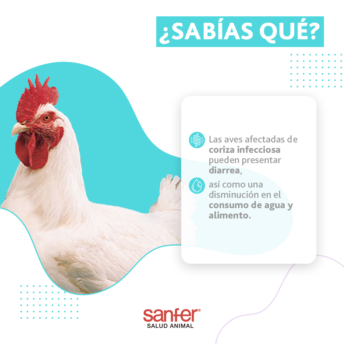 La coriza infecciosa aviar causa una alta morbilidad y baja mortalidad. Los signos clínicos pueden ser evidentes dentro de las 24 y 72 h posteriores a la exposición con aves infectadas.

#InfluenzaAviar #Newcastle #Avicultura #SanferSaludAnimal #Aves #GranjasAvícolas