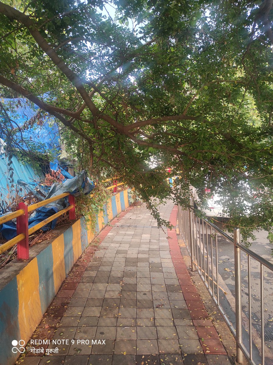 devendragodambe's tweet photo. @TMCaTweetAway A tree branch blocking the footpath on the Kalwa East-West bridge. Please clear the sidewalk. https://t.co/pyRCxUFNiX