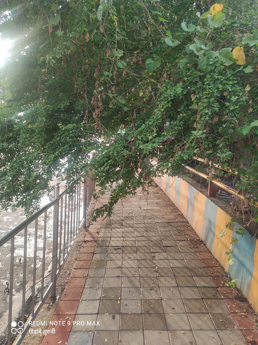 devendragodambe's tweet photo. @TMCaTweetAway A tree branch blocking the footpath on the Kalwa East-West bridge. Please clear the sidewalk. https://t.co/pyRCxUFNiX
