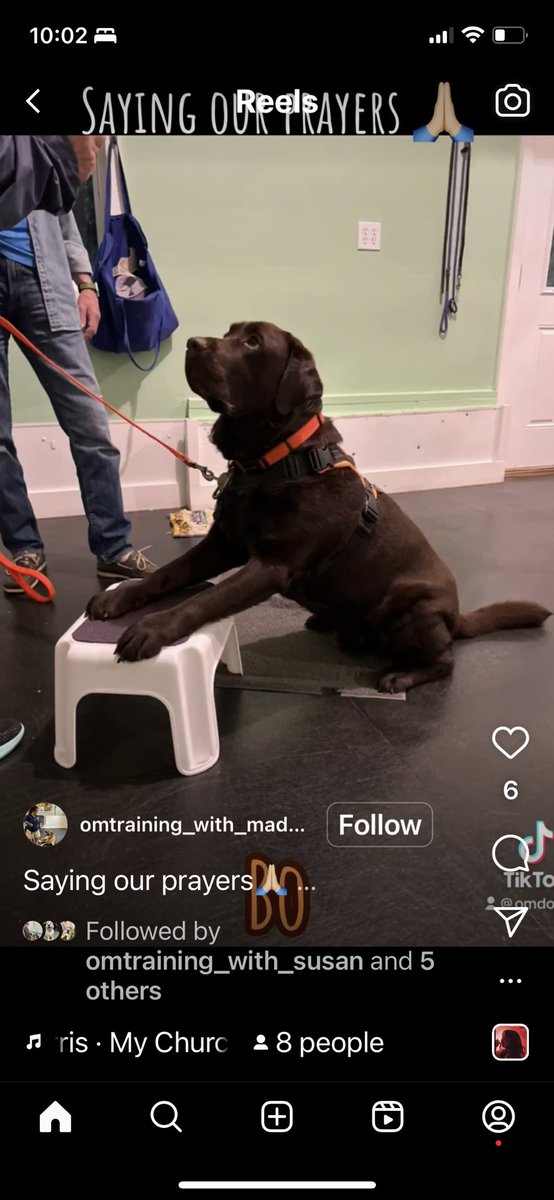 codyjakegolden's tweet photo. Look at me #omobedience #partytrix #sayingmyprayers #pawsup #buttdown https://t.co/0z5QQmqF8I