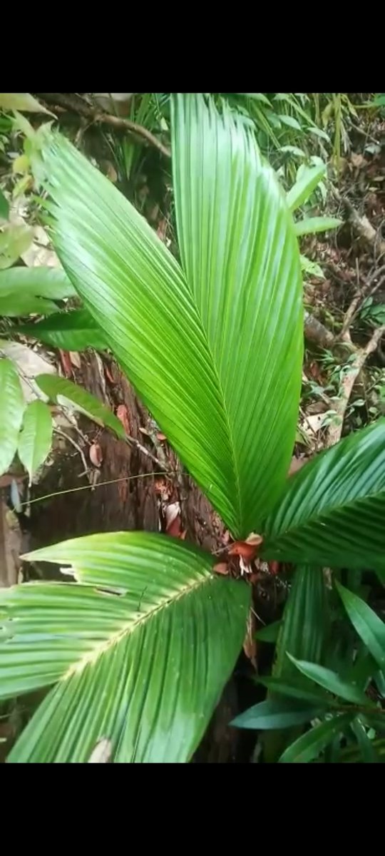 EarthJunction's tweet photo. Can any one please help with the name?
@IPS_PalmSociety @palmscycads @Palmeiras https://t.co/2FT5209DX3