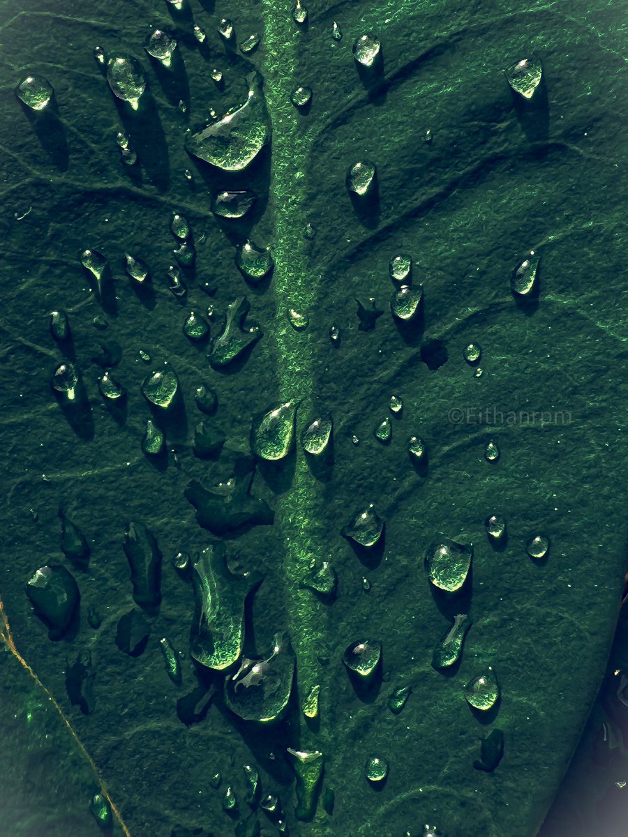 Green texture 💧

#iPhone14Pro #wholelottabugs #macro_highlight #macro_perfection #cupoty #earthcapture #macro
#passion_in_macro #insectphotography #wildlife #nature #raw_insects #macrophoto #macrogrammers #insects_of_our_world #arthopod_perfection #macrophotographer