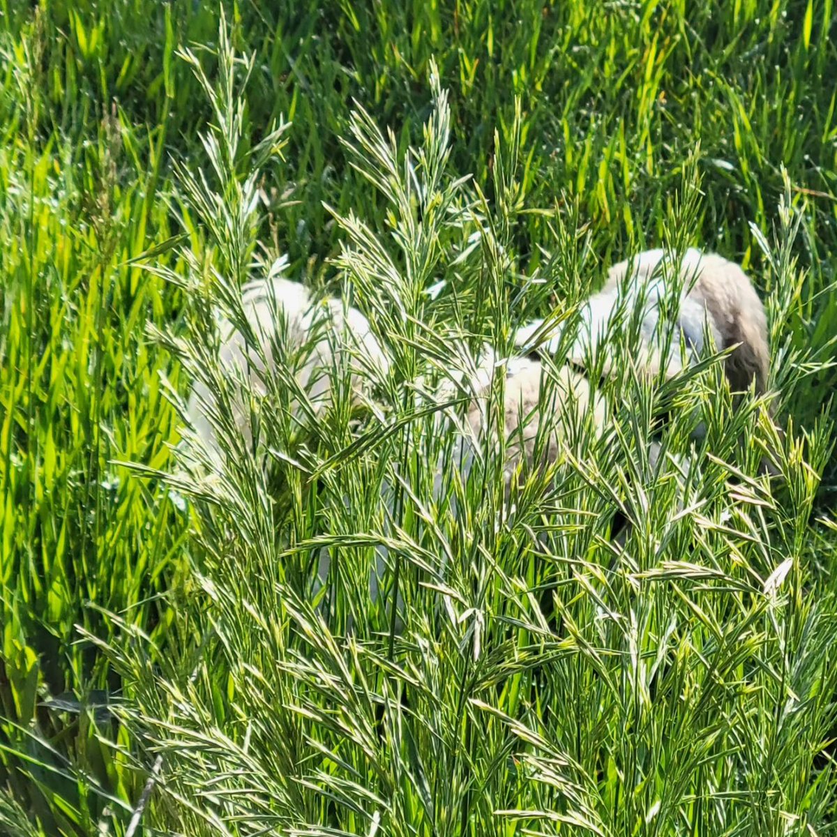 mayonaka_neko's tweet photo. Little collection of her escapades in the rye grass. I've never seen it this tall ever!
#shihtzu #shihtzufunny #shitzus #nature #naturephotography #spring #春 #犬 #シーズー https://t.co/WQThWgDD8Z