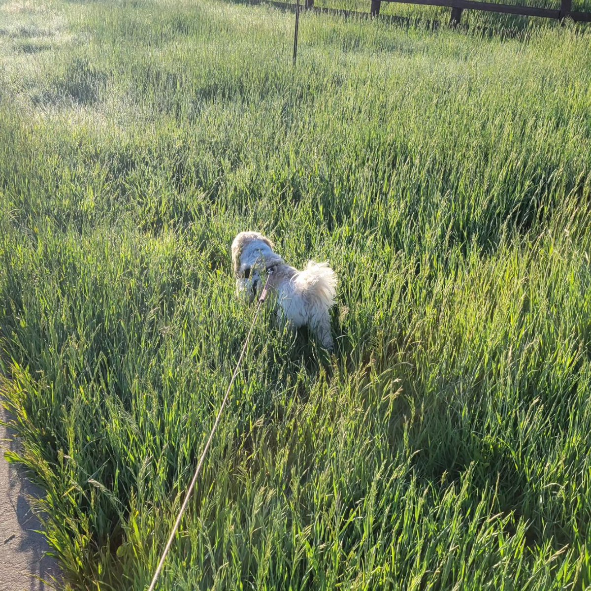 mayonaka_neko's tweet photo. Little collection of her escapades in the rye grass. I've never seen it this tall ever!
#shihtzu #shihtzufunny #shitzus #nature #naturephotography #spring #春 #犬 #シーズー https://t.co/WQThWgDD8Z