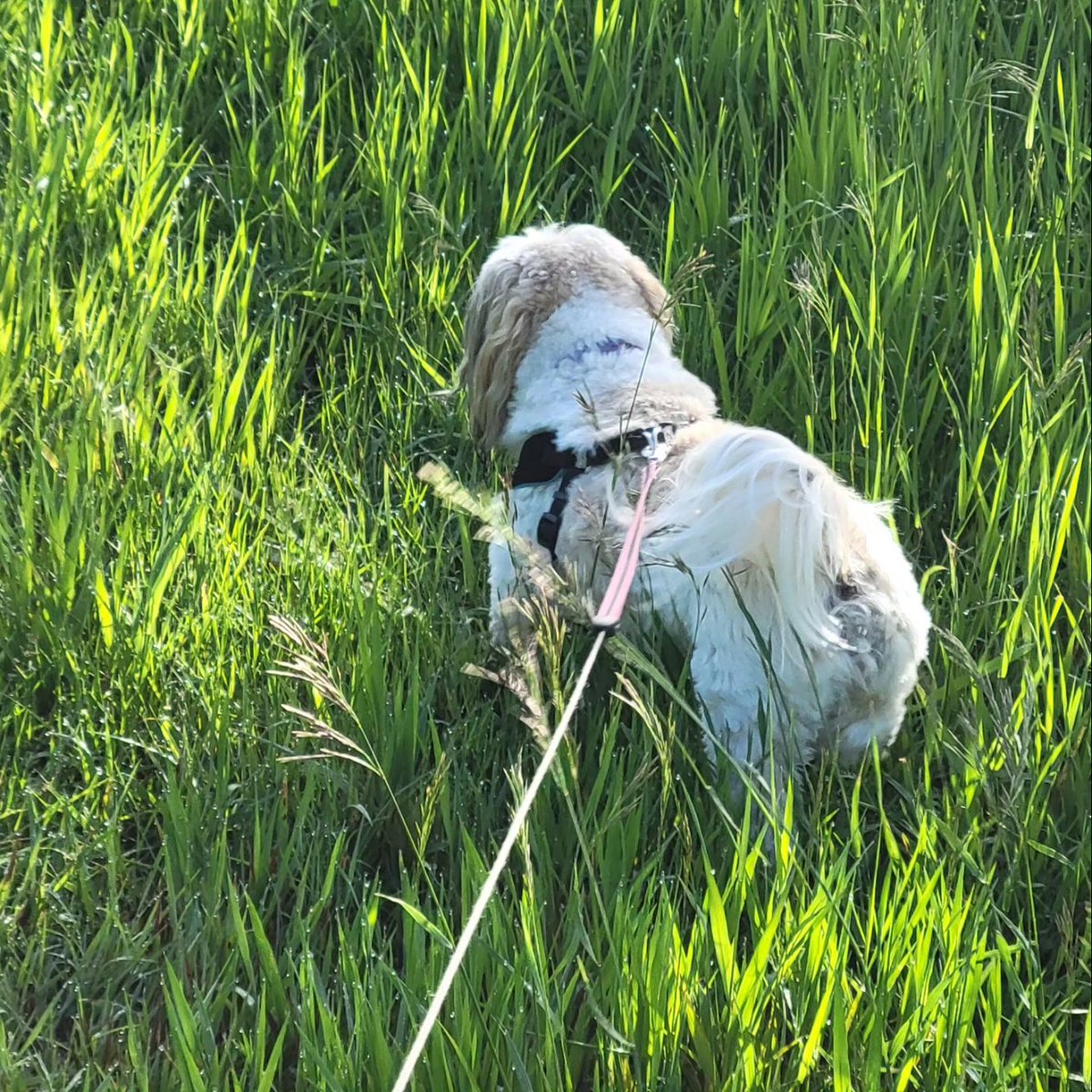 mayonaka_neko's tweet photo. Little collection of her escapades in the rye grass. I've never seen it this tall ever!
#shihtzu #shihtzufunny #shitzus #nature #naturephotography #spring #春 #犬 #シーズー https://t.co/WQThWgDD8Z