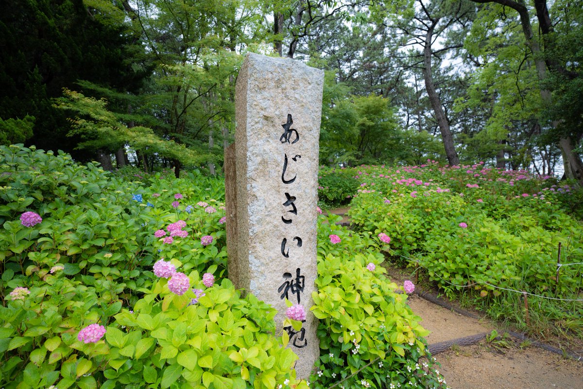 papataco8's tweet photo. 魚住・住吉神社のアジサイがもうすぐ見頃を迎えるよ😆住吉神社は境内に色とりどりのアジサイが約2500株が植わっている明石のアジサイの名所なんだ🐌
＼6月11日時点のお写真をみんなにお届け📷／ https://t.co/GTCwwz6eWv