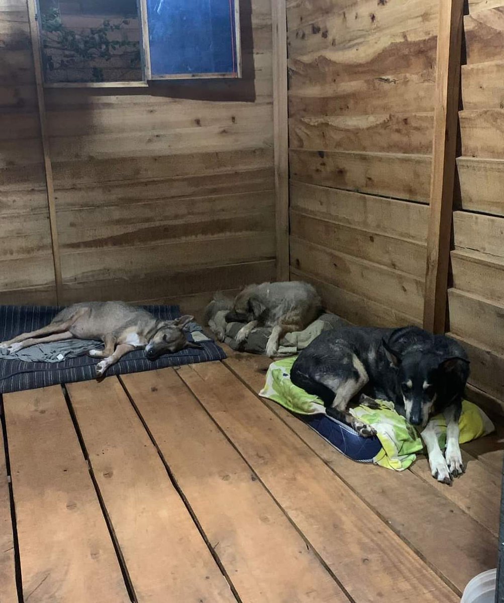 lucha_enc's tweet photo. Hace mucho frío y estamos necesitando por favor donación de sábanas polares para los rescatados. A ellos se les lava las sábanas día de por medio y por el clima tardan más en secarse. Nos ayudas por favor? 

Recibimos donaciones de las sábanas o de aportes para comprar https://t.co/Qdq6Bm9qPg