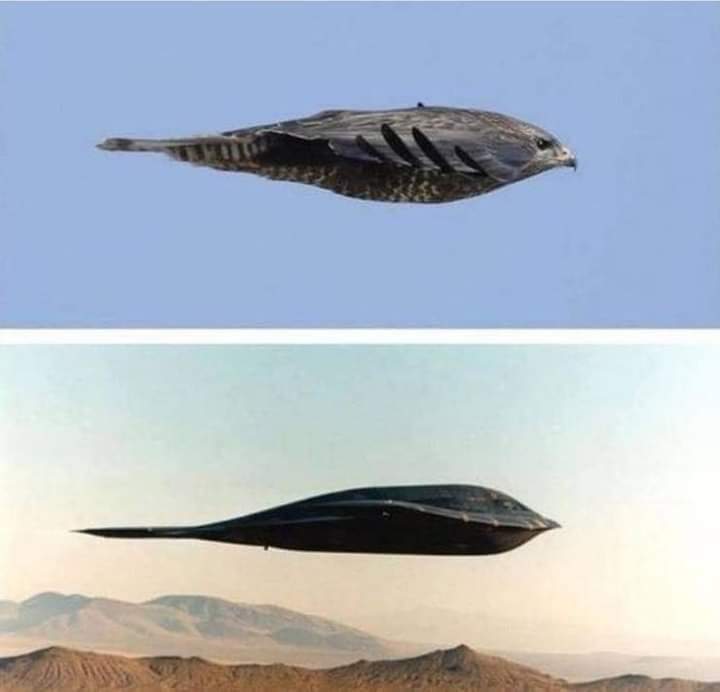 Nature is the best aeronautical engineer.