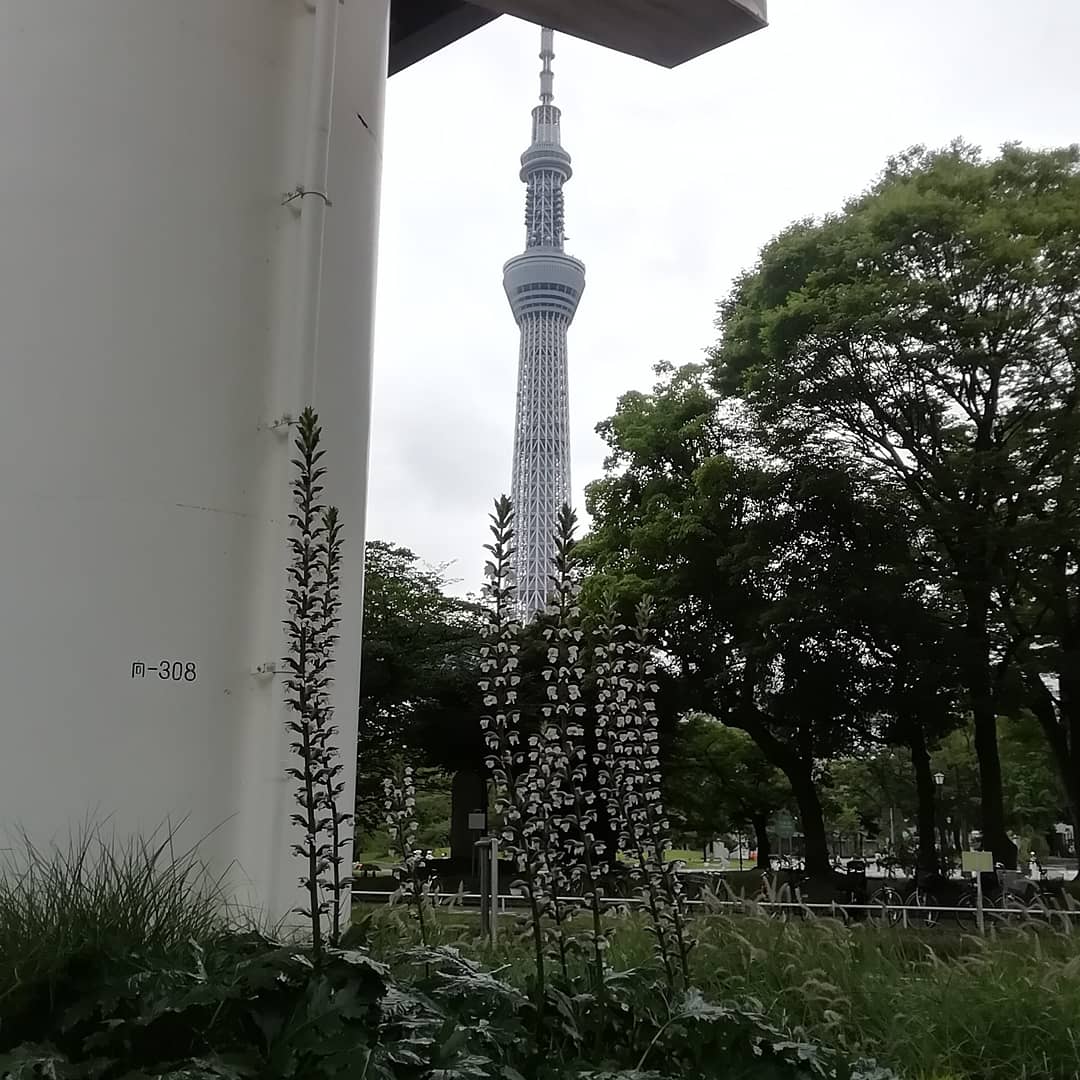 sumidapromocar's tweet photo. 隅田公園すみだリバーウォーク近くに
来ております。曇り空の下、アカンサスの
花がひときわ元気に咲いてます。 https://t.co/CUjhWOrmnl