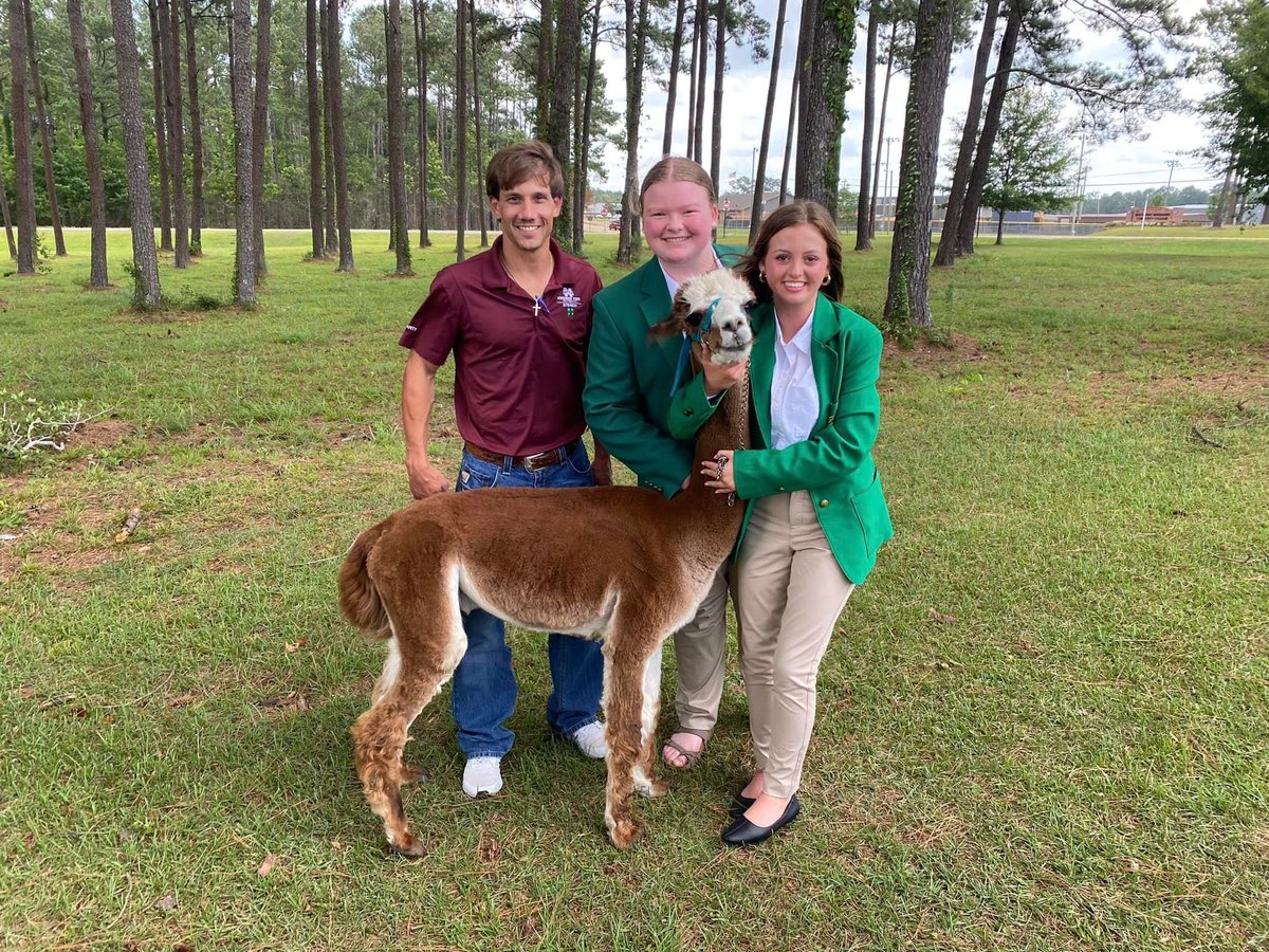 Our @4H’ers are llama-zing!!!🤩🦙💚🍀#MS4H #MSUext