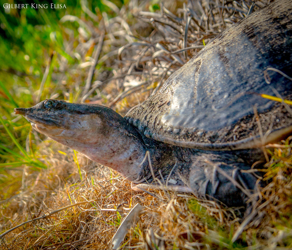 Such Aplomb 

(Bottle-Nose Turtle) 
#GilbertKingElisa #turtle #animallovers #animals #photography #streetphotography #jicotea #animals  #farmlife #travel #wildlifephotography  #pond #naturephotos #turtlepower #country #travelphotography #florida #photographylovers    #art…