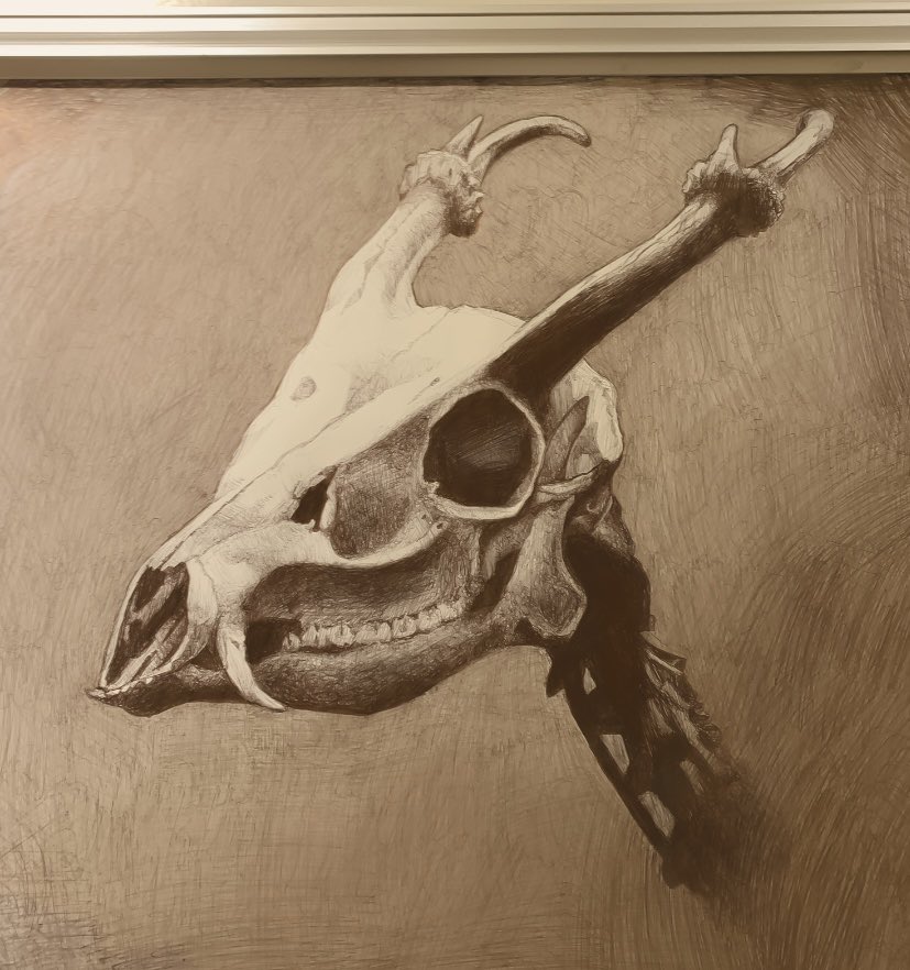 Fenskulls's tweet photo. QRT with your skull art! https://t.co/XeCh2NMpSw