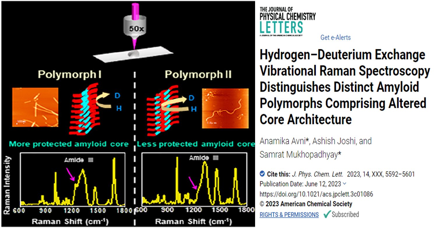 Structural Characterization of Amyloid Fibril Polymorphs Using Vibrational Raman Spectroscopy