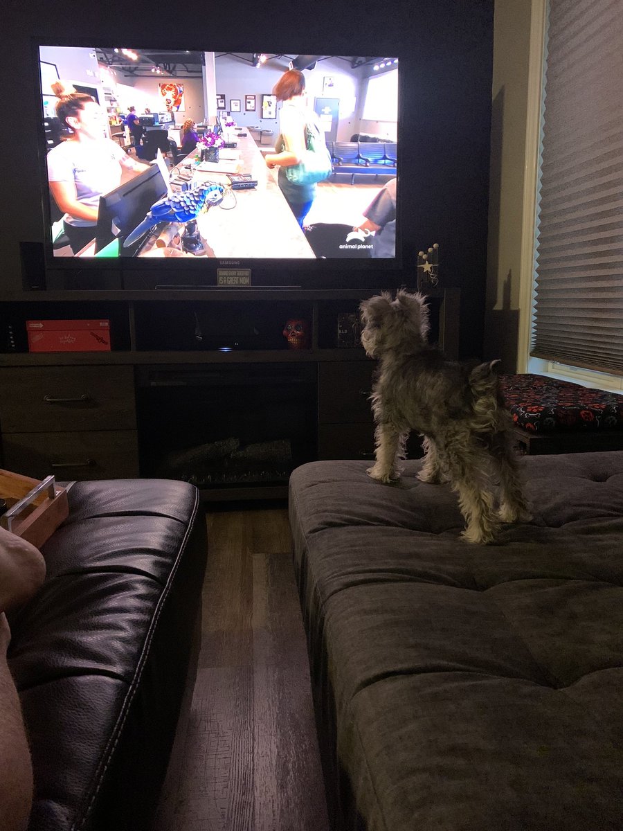 JetsBenny00's tweet photo. Lucy may only be 3 months old but she already loves watching #DrJeff Rocky Mountain Vet. @AnimalPlanet https://t.co/VF74RnjOgJ