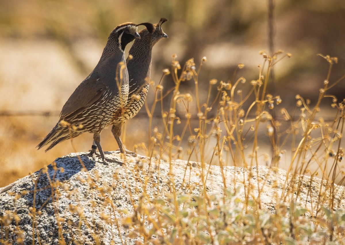 Two California quail looking downright dignified at the Reserve (Photo: Sicco Rood).