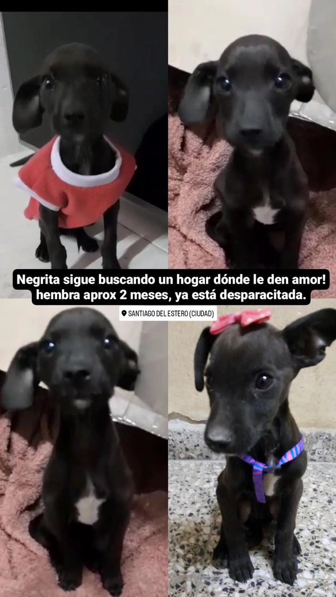 idntknwmnm's tweet photo. Se entrega vacunada y con compromiso de castración a los 6 meses
3855186327
Por favor RT 🙏🙏🙏🙏🙏🙏 https://t.co/h7T3Y6qH3E