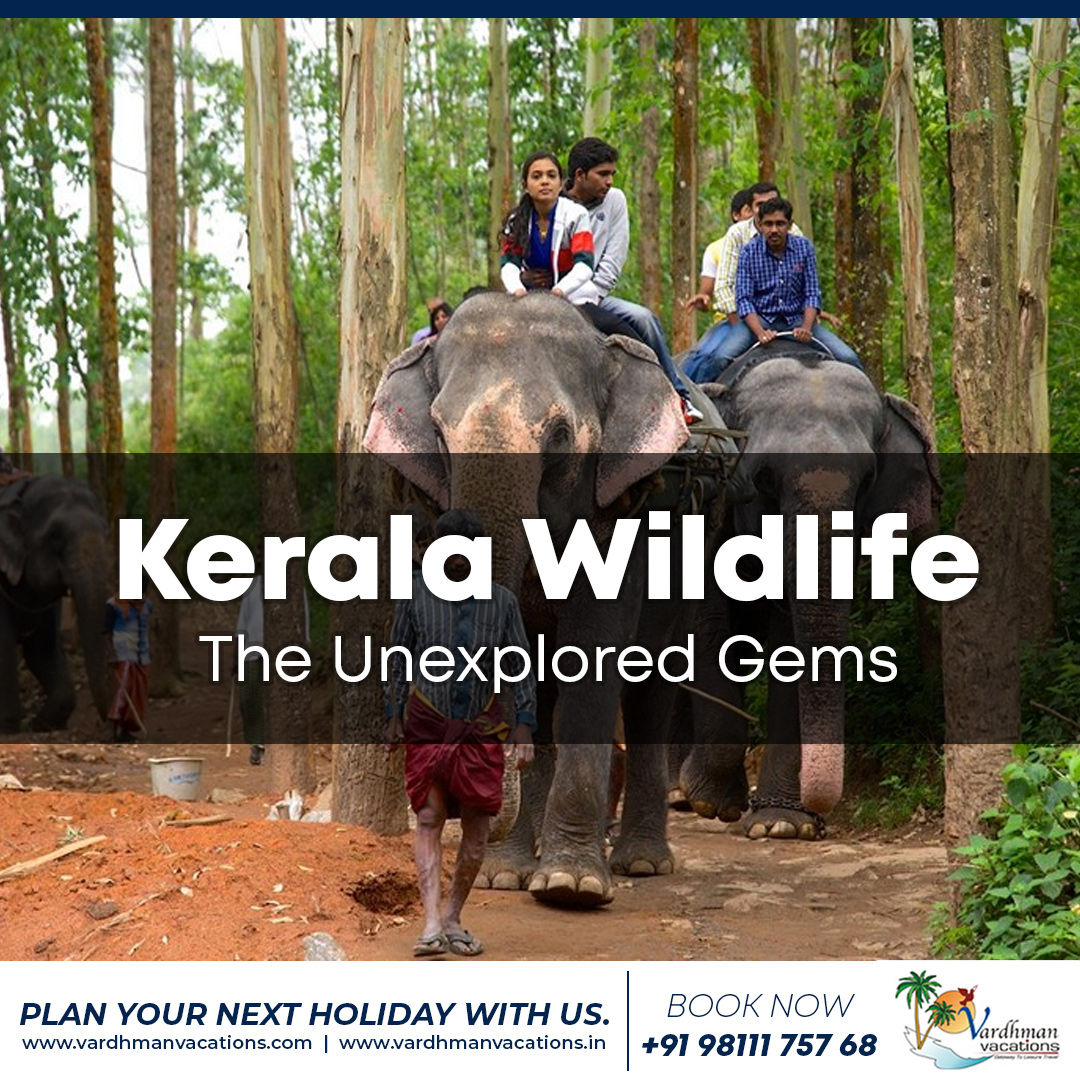 Kerala Wildlife - The Unexplored Gems

Plan your next holiday with us
Call 98111 75768

-
#vardhmanvacations #junglestay #travelgram #travelphotography #nature #travel #tentstay #wayanad #kerala #keralatourism #jungleresort #camping #junglesafari #hiking #jungle #incredibleindia