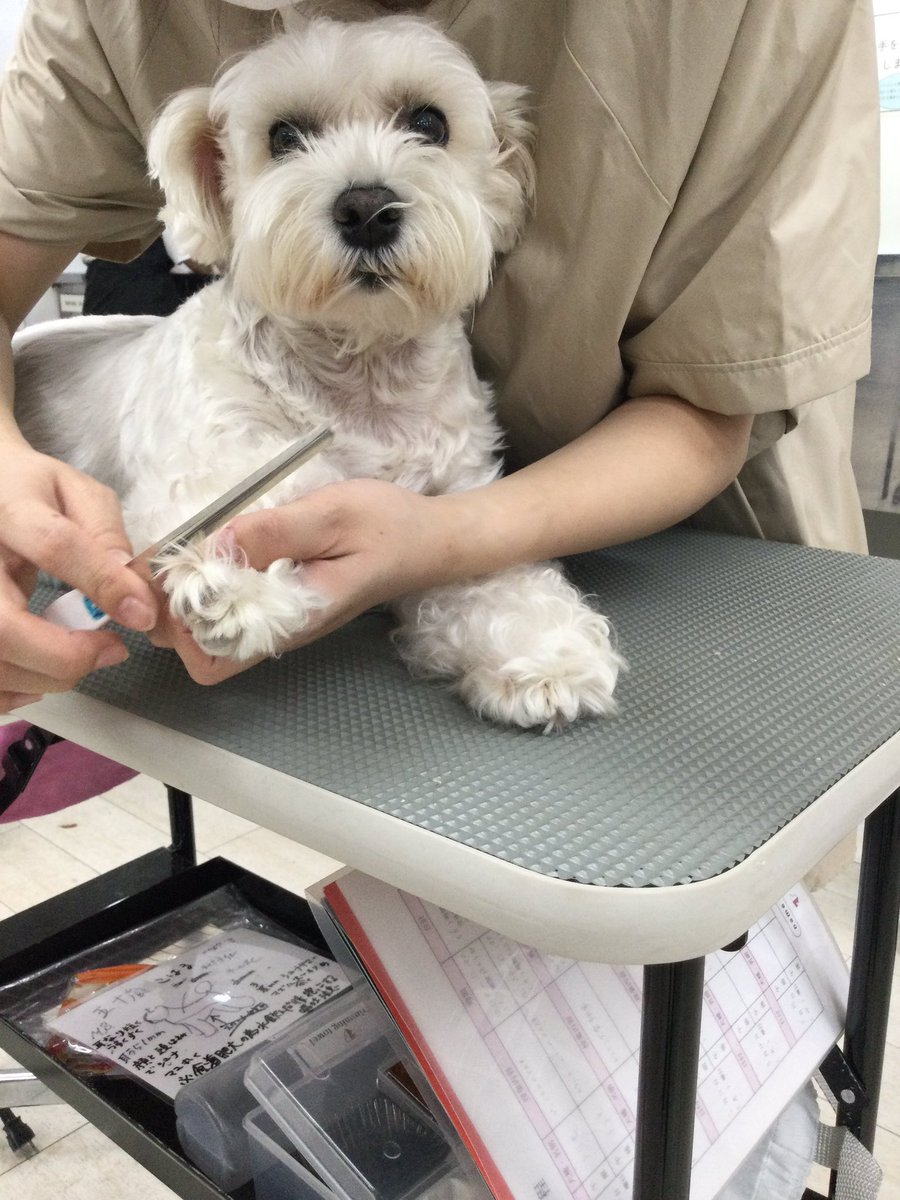 つぶらなくりくりのお目めがとっても可愛いですね。
お利口さんにやすりもかけさせてくれてありがとう。

 #ケンネルスクール
#トリミングスクール #独立開業 #社会人スクール #転職 #トリマーで副業 #開講1986年 #カット犬 #1人一頭 #ペットカットからショークリップまで