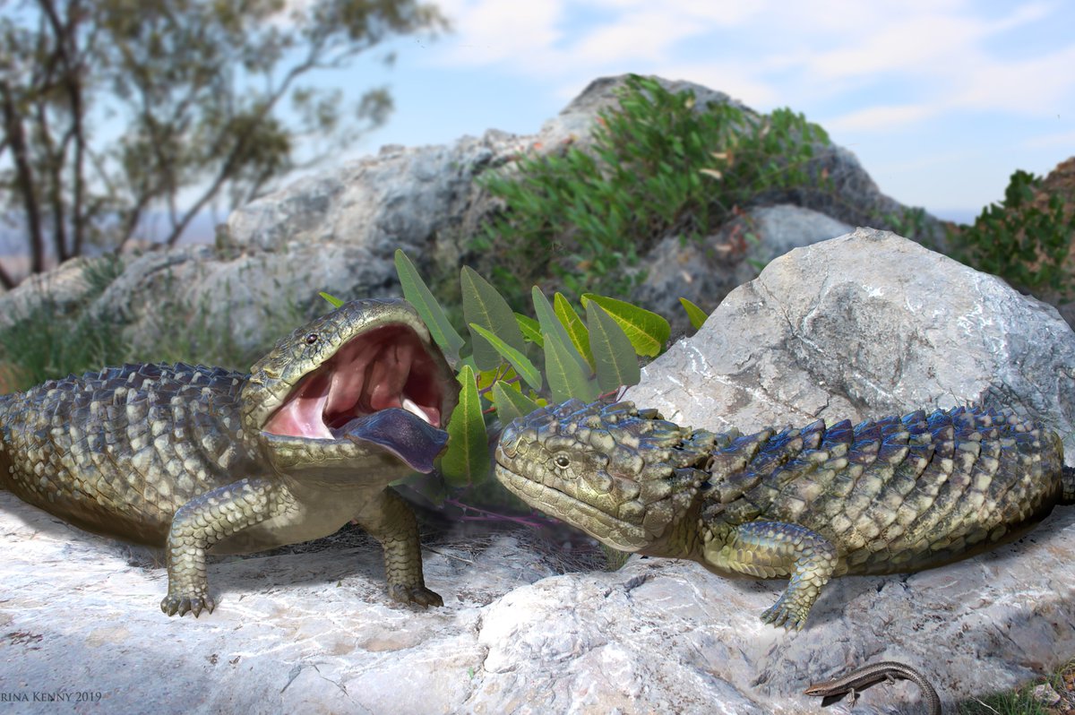 New discovery alert! 🦎 Have you heard the news? A fossil lizard has been discovered by Flinders University and WA Museum researchers. It is by far the largest skink that ever lived and was 1000 times bigger than the common garden skink. Read more ➡️ bit.ly/3zZ34UQ