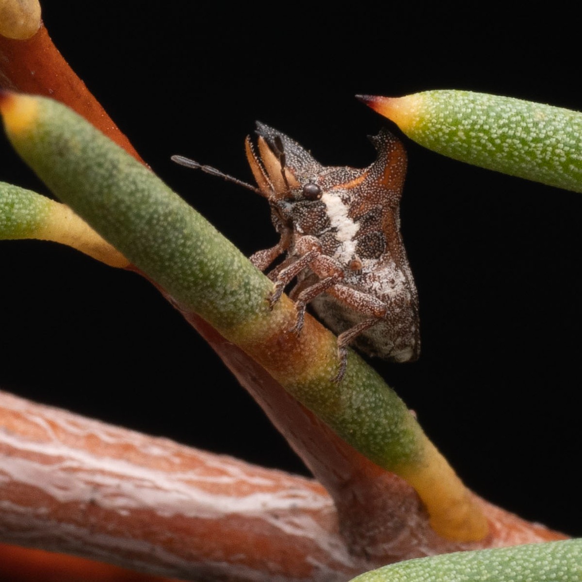 Exciting discovery in WA! A @BushBlitz2 expedition has uncovered a species of stink bug new to science. The team worked together to document and study the flora and fauna in the Esperance region. Support our wildlife and the future of conservation by following #BushBlitz.