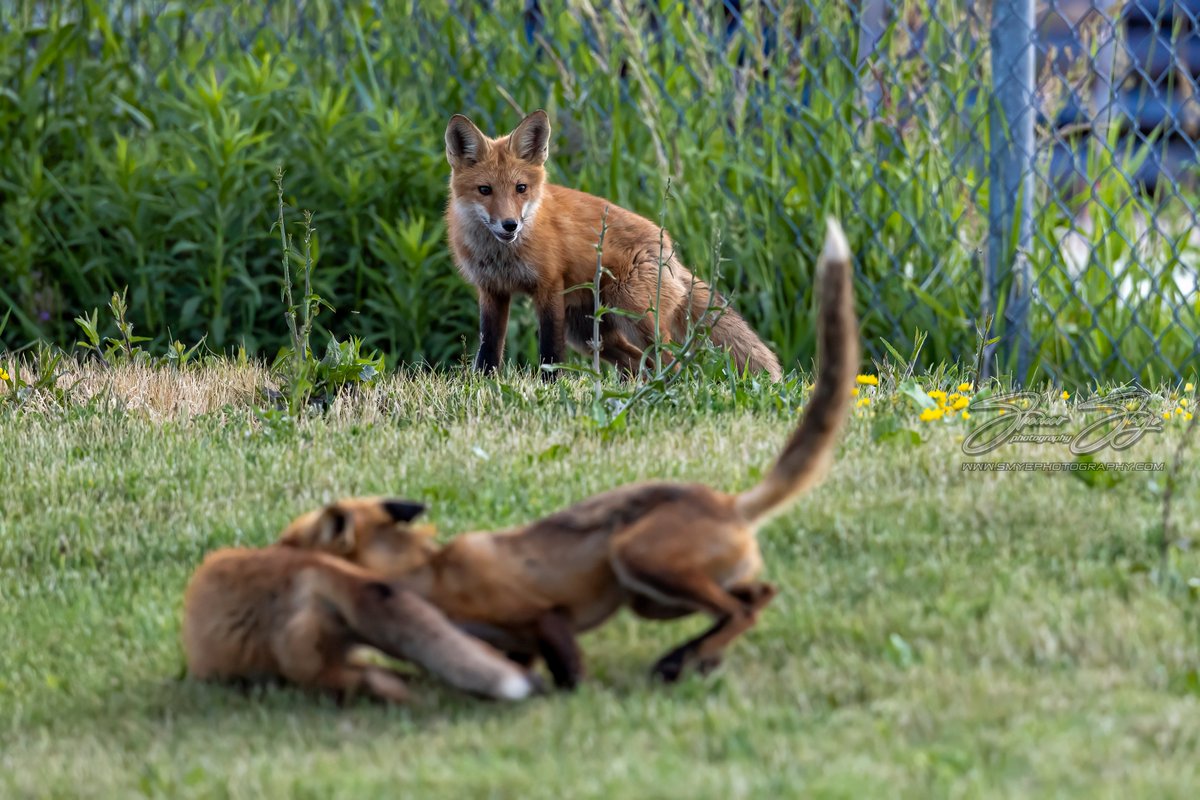 It was an awesome afternoon photographing these beautiful Red Foxes,  which i thought it was going to be a terrible afternoon of rain. #redfoxes #foxkitts