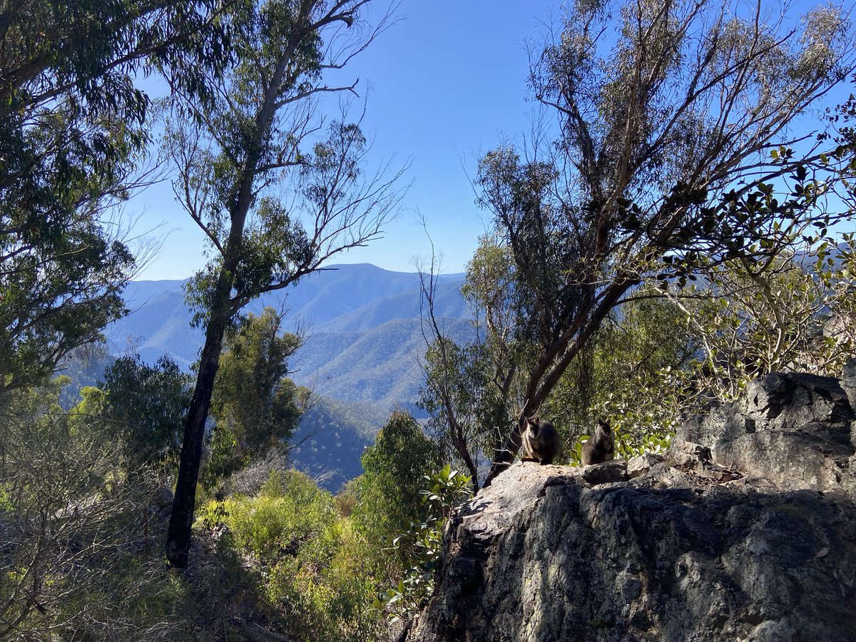 Today, I used the wifi signal from a GPS collar hub in the middle of nowhere to control my robo-vacuum at home. 
I was with the hub engineer, he was a bit off it… I think it was a good use of resources.
This tweet also comes via the hub. #remote #wildoz #ecology
