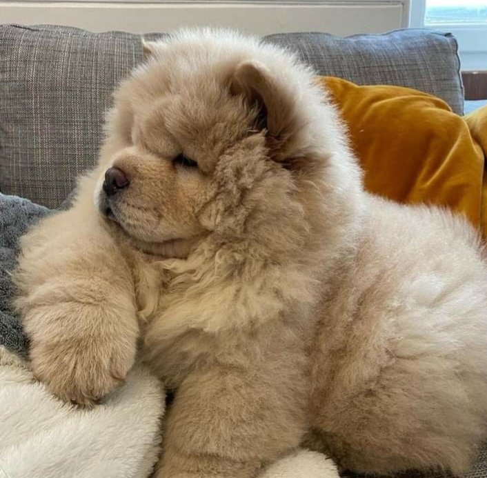 brucesofia's tweet image. Is there anything cuter than a Chow Chow puppy? If so, where&apos;s the competition? 🤔😍😎
#chowchow 
#chowchowpuppy 
#chowchowinstagram 
#dog 
#puppies 
#chowchowclub