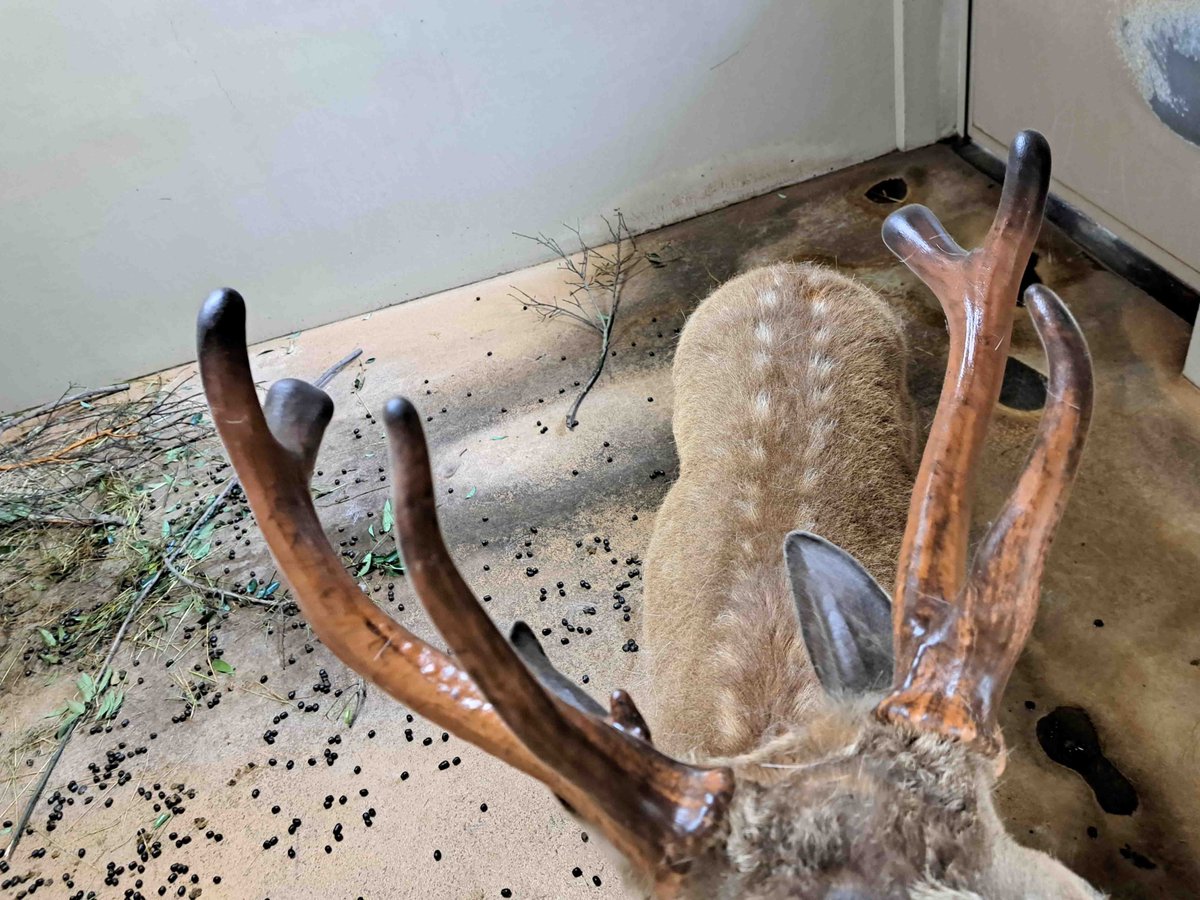 至近距離での角の成長観察写真です。 角の成長のほか、冬毛が抜けて