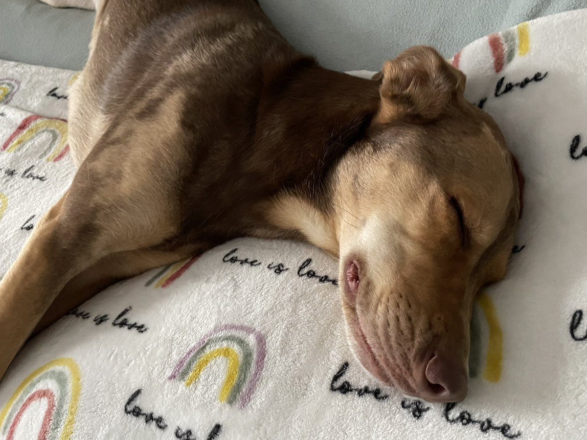 DaraJacobsen's tweet photo. @bunsenbernerbmd On my bed, sleeping off a busy day of playing with his friends at doggie daycare. https://t.co/gq2zeMi54a