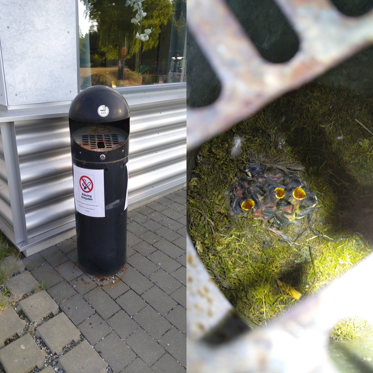 Här kan man också bygga bo. Inte helt rätt. Men ändå 🥰