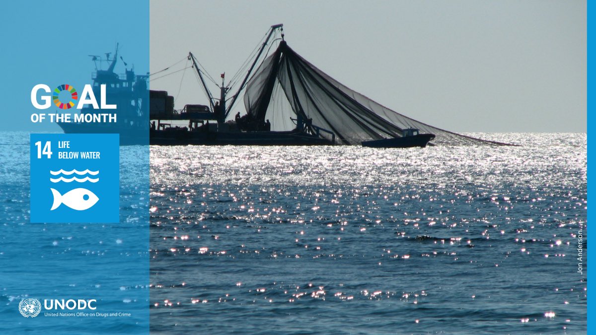 #Crimesinfisheries ocurren a lo largo de toda la cadena de valor pesquera.

@UNODC_MCP fomenta la coordinación y la cooperación entre los actores de los Estados costeros para abordar los delitos en el sector pesquero, contribuyendo así a los @GlobalGoalsUN #SDG14.