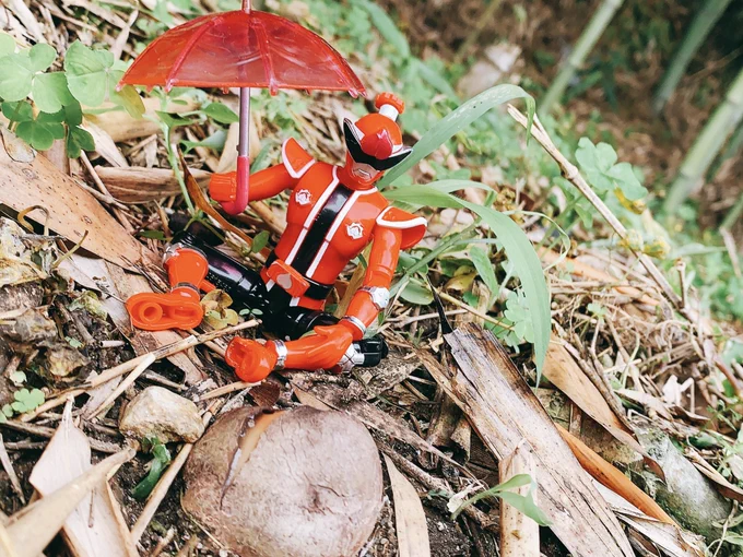キヌガサタケ生えてくるの待ってる