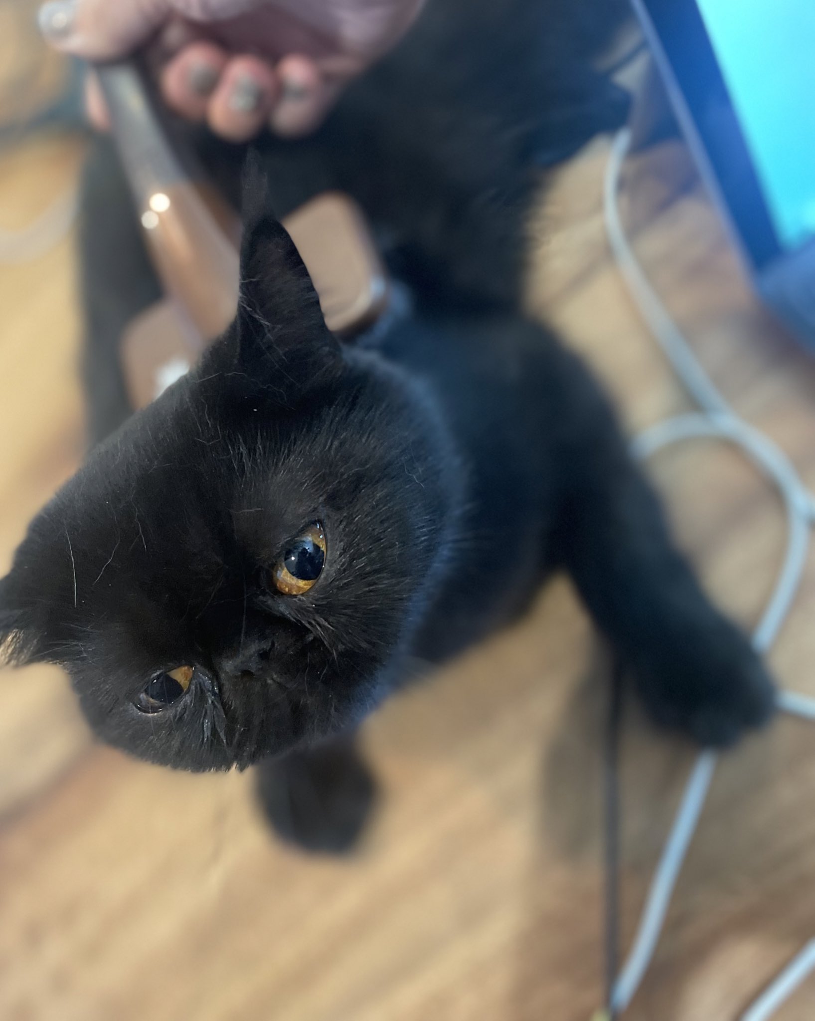 おちあいよういちのねこ on X: おちあいよういちのねこ on X: