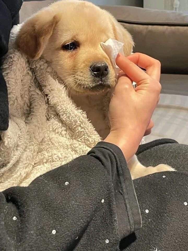 💖 (@twaniimals) on Twitter photo 