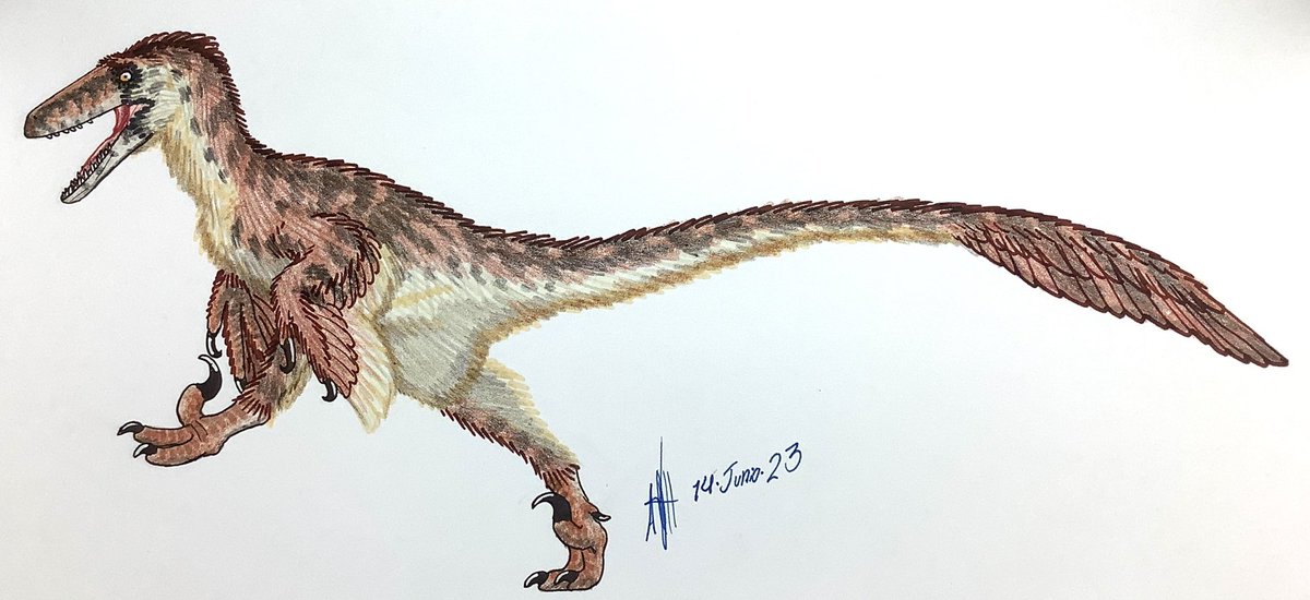 Deinonychus antirrhopus

(References below)
#drawing #paleoart #dinosaur #Deinonychus #dromaeosauridae