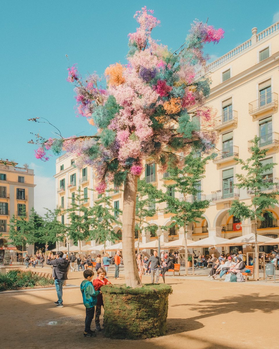 Meet me by the Cotton Candy Tree 🌳🍭 #Girona #catalonia #spain #ジロナ #カタルーニャ #スペイン 
▫️
#fujifilm_xseries #fujifilm #XT4 #photography #写真好きな人と繋がりたい #写真 #streetphotography #streetphoto #tempsdeflors #catalunya #España #Espana