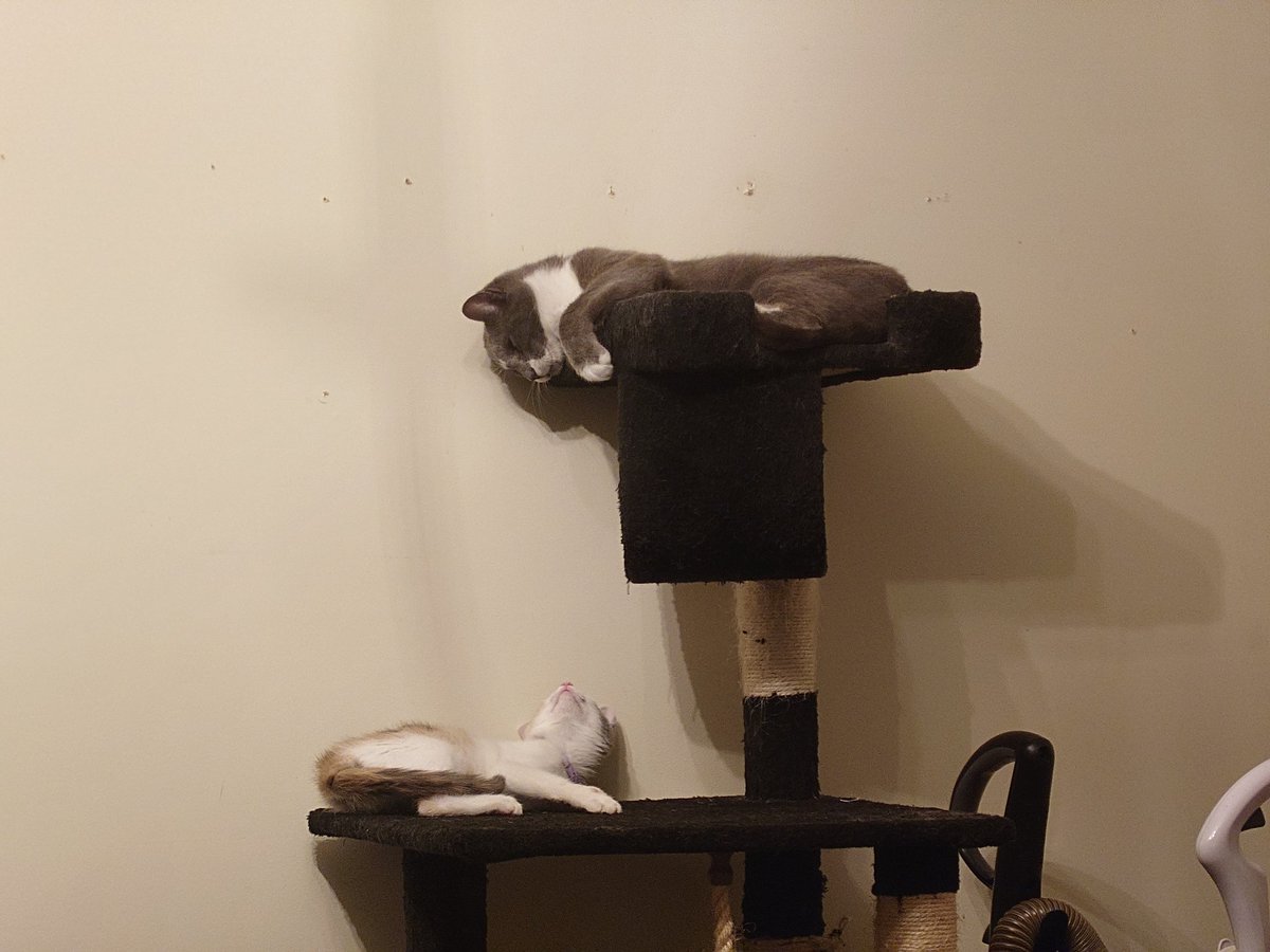 tacbaconpatches's tweet image. Basically a Renaissance painting.

#tbpatches #Velcro #Velcrothepatchcat #catsofinstagram #catsoftwitter