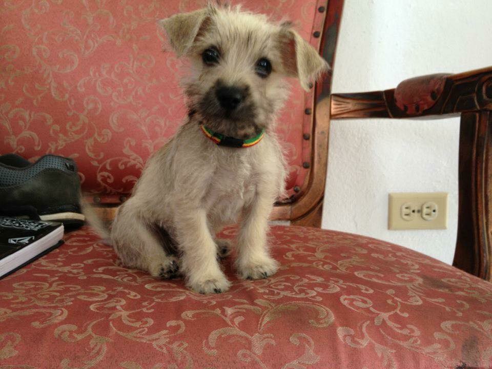 DRVR07's tweet photo. Titán con solo meses de nacido https://t.co/qFpnRGJfwW