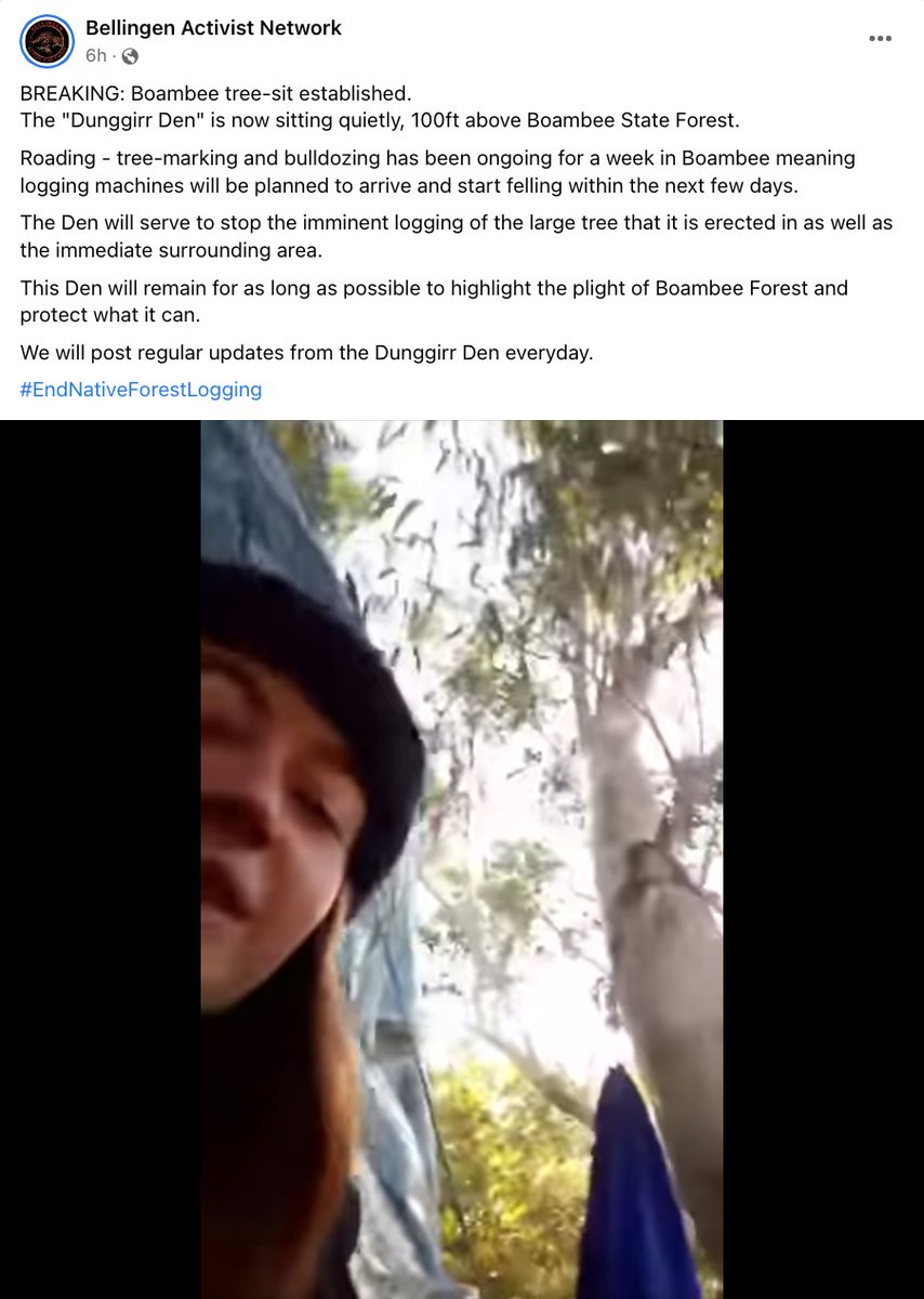 AFCA_Forests's tweet photo. Boambee State Forest is an occupied coastal #koala habitat on the north coast of NSW.
#GreatKoalaNationalPark supporters are calling for an immediate suspension of logging in the proposed park until negotiations are completed.
#ForestAction #treesit #CoffsCoast #nswpol https://t.co/13xVdbjr45
