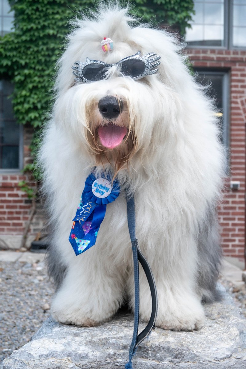 Archibald Fuzzface Jr. tweet media