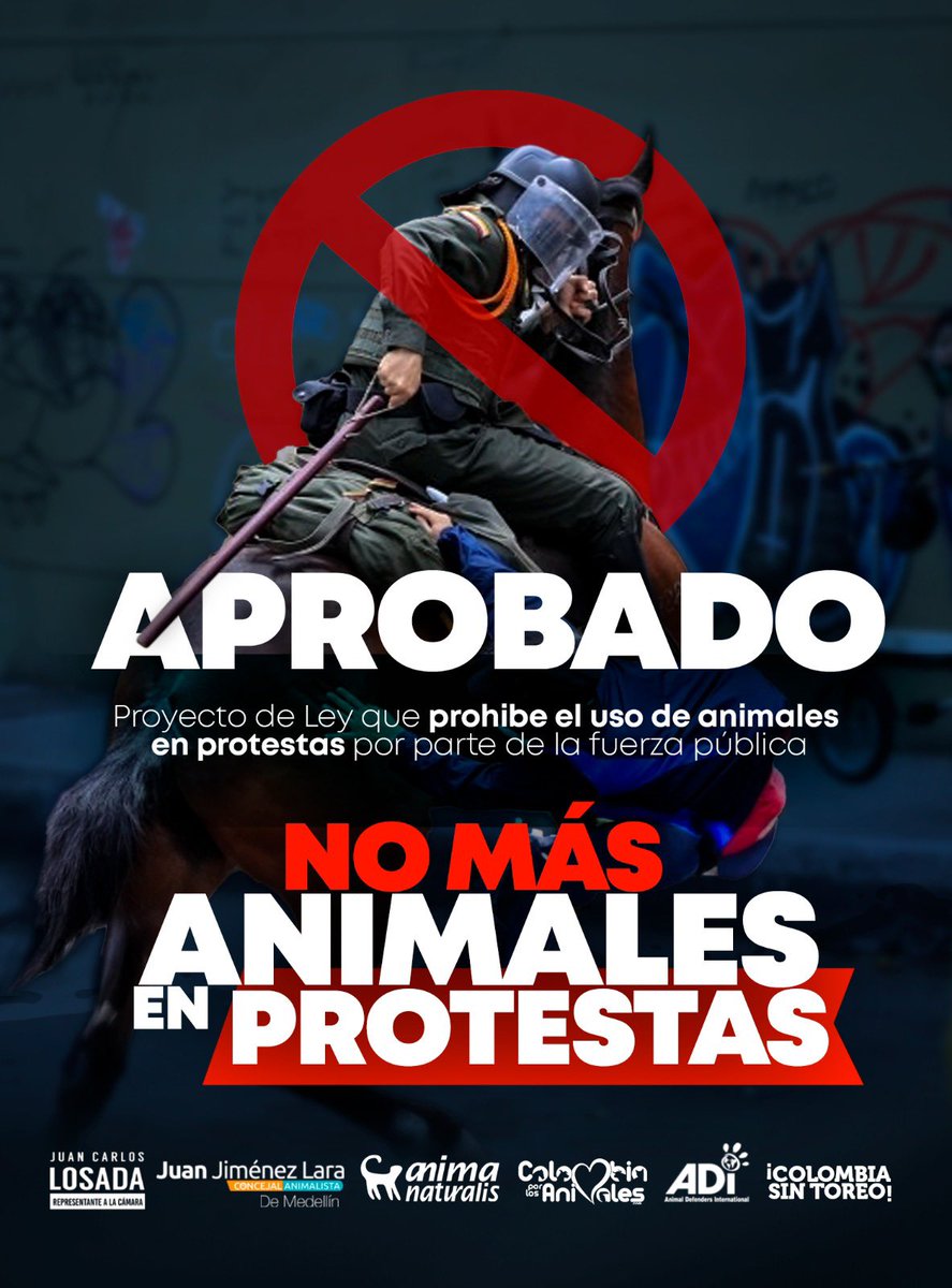 JuanJimenezLara's tweet photo. 👏🏼Excelentes noticias 🚨

El proyecto de ley que presentamos junto a nuestro compañero de causa @JuanKarloslos es una realidad. Aprobó sus 4 debates y tan solo está a algunos trámites en el congreso para su sanción

NO MÁS ANIMALES UTILIZADOS COMO MÉTODO DE DISUASIÓN EN PROTESTAS https://t.co/b7HGkFvkpB