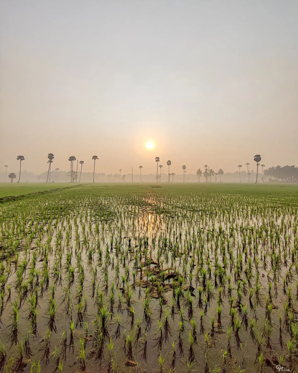 Praveen_nature's tweet photo. #Nature #Naturelover #Naturebeauty #NaturePhotography #Greenary #Paddy #Paddyfeilds #Beautiful #Village #Villagephotography #Konaseema #Bhimavaram #Amalapuram #Palakollu #Eastgodavari #Andrapradesh #India #IncredibleIndia https://t.co/KZD3Kc0kXu