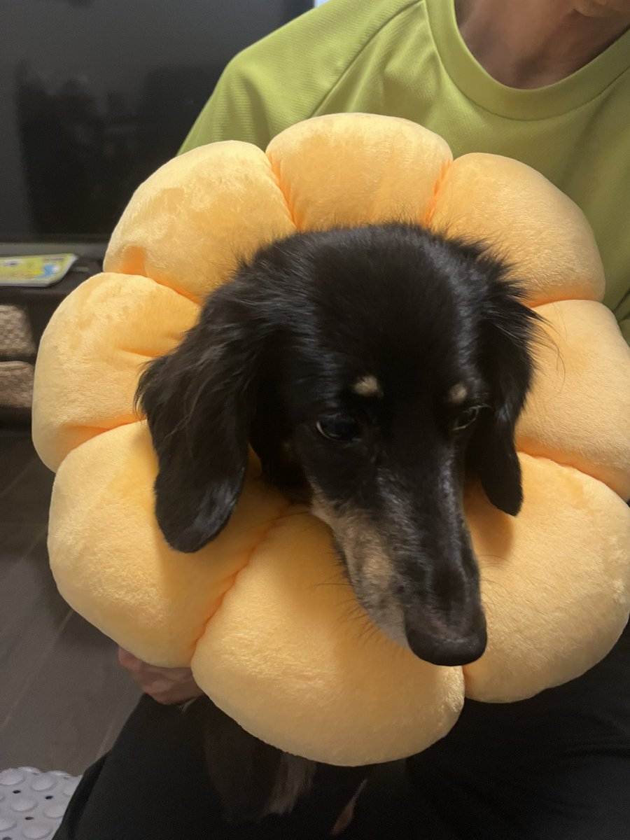 osanappo's tweet photo. こむぎのエリザベスカラー✨
病院でお借りした普通のエリザベスカラーだと、あちこちぶつかるし、ダックスちゃんだからか、フローリングの溝にも行く手をさえぎられて、ブツブツ文句を言ってたので、クッションみたいなタイプを購入😊
お花というより、ミ〇ドのポン〇リングみたいですよね😆 https://t.co/UlscQTEpLy