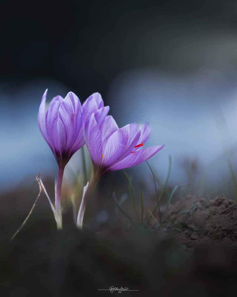 🌀 Saffron Flowers 🌀 Pampore 🌀
🌀 Jammu & Kashmir 🌀 India 🌀