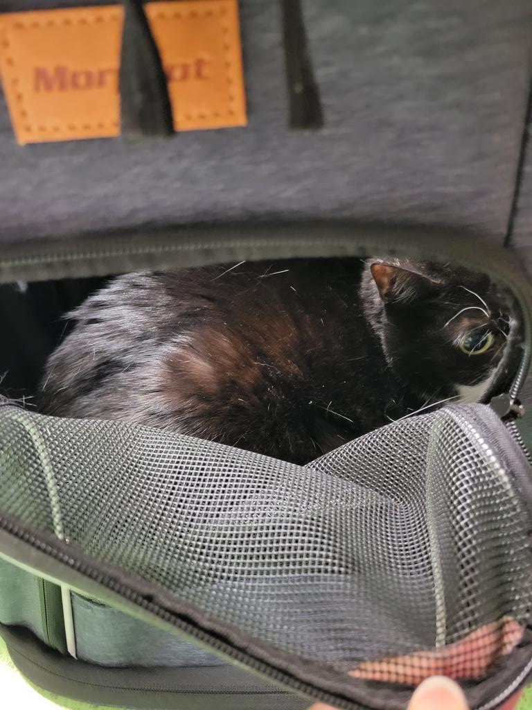HeyItzLeeleeTV's tweet photo. Was at the vet all morning with this elderly lady who got really feisty with the vet doctor. She has bronchitis but is otherwise okay. #Catsoftwitter #oreothecat https://t.co/lxA9AQpViJ
